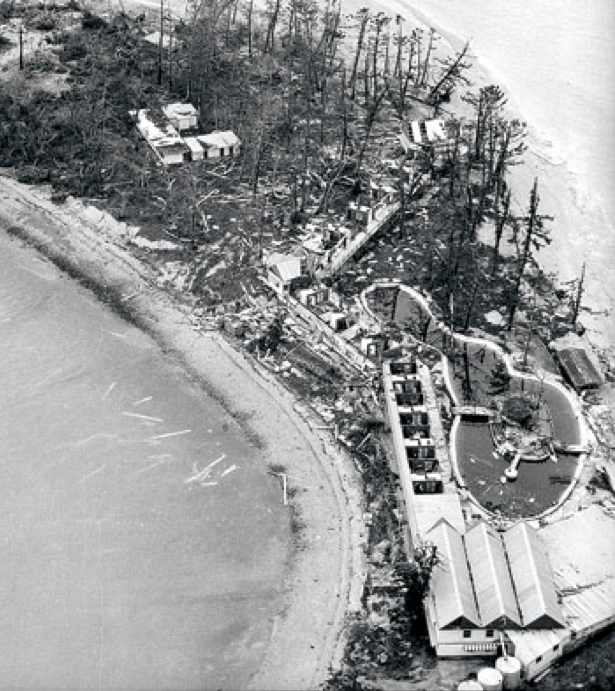Cyclone Ada, 1970: Photo of West Molle Island after Ada (Courier Mail)